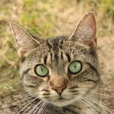 pet furball封面