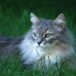 鹿晗的猫是什么品种封面