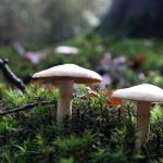 蘑菇屋游戏封面